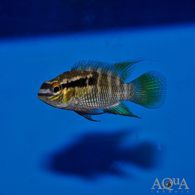 Thayeri Dwarf Acara (Laetacara thayeri)