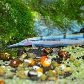 Thermometer Knifefish (Gymnorhamphichthys hypostomus)