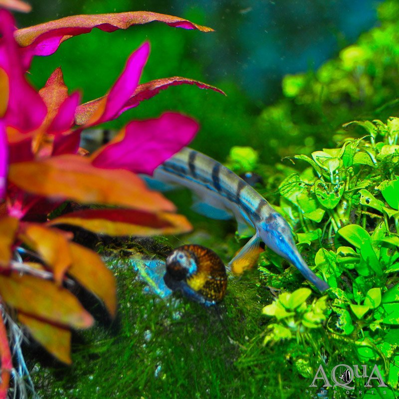 Thermometer Knifefish (Gymnorhamphichthys hypostomus) - Image 2