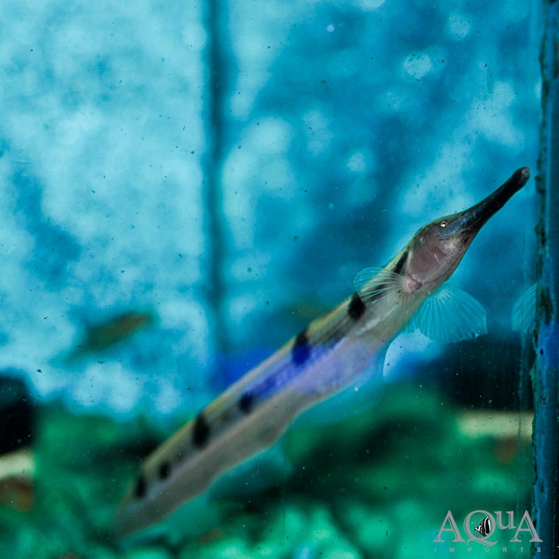Thermometer Knifefish (Gymnorhamphichthys hypostomus)