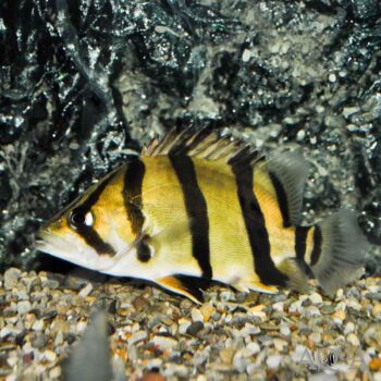 Thinbar Datnoid / Northern Thailand Tigerfish (Datnioides undecimradiatus)