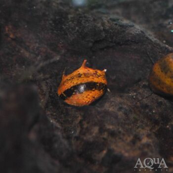 Horned Nerite Snail (Clithon cf. diadema)