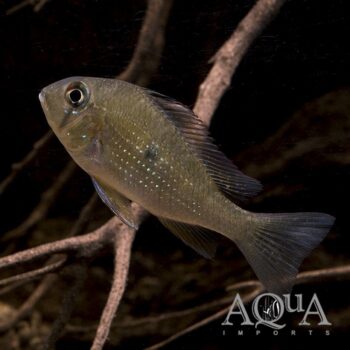 Threadfin Acara (Acarichthys heckelii)