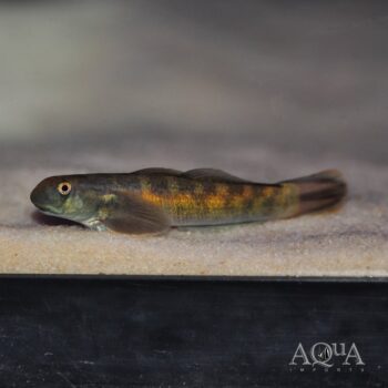 Threadfin Goby (Sicyopterus longifilis)