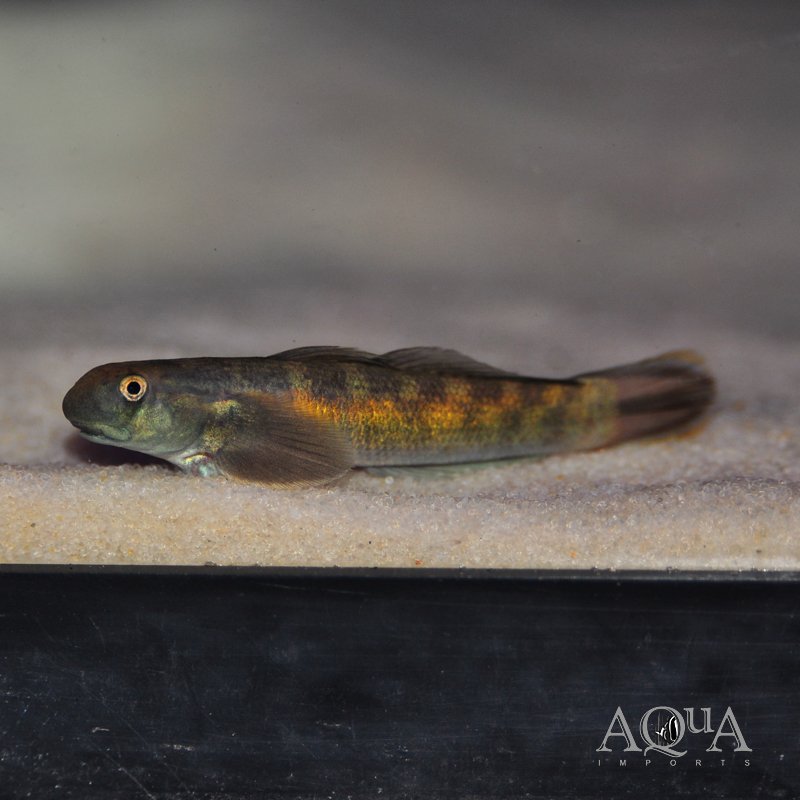 Threadfin Goby (Sicyopterus longifilis)