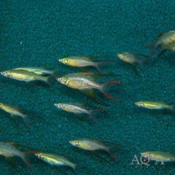 Threadfin Rainbow (Iriatherina werneri)