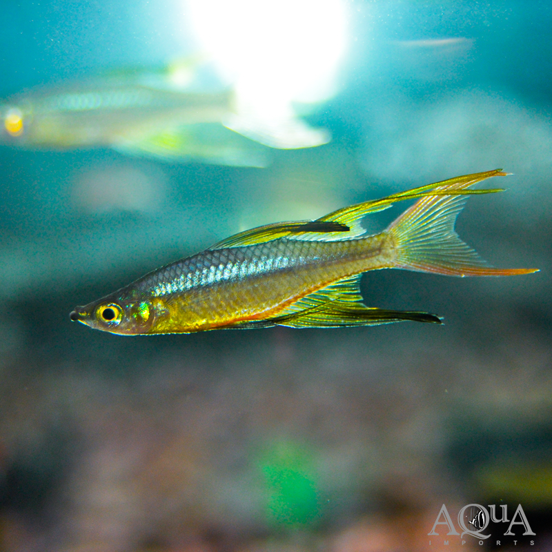 Threadfin Rainbow (Iriatherina werneri)