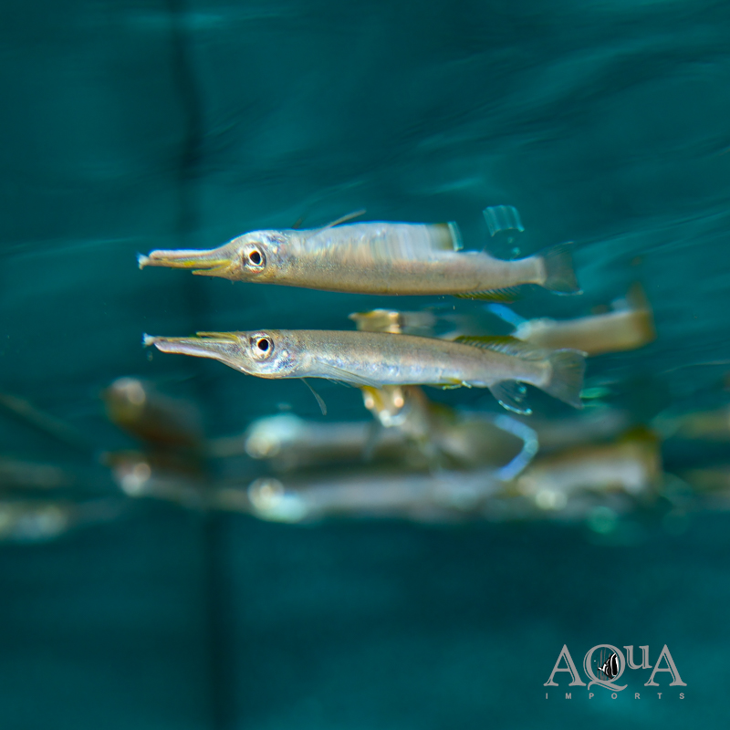 Three Spot Forest Halfbeak (Hemirhamphodon kuekenthali)