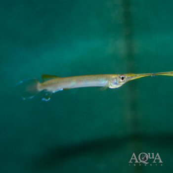Three Spot Forest Halfbeak (Hemirhamphodon kuekenthali)