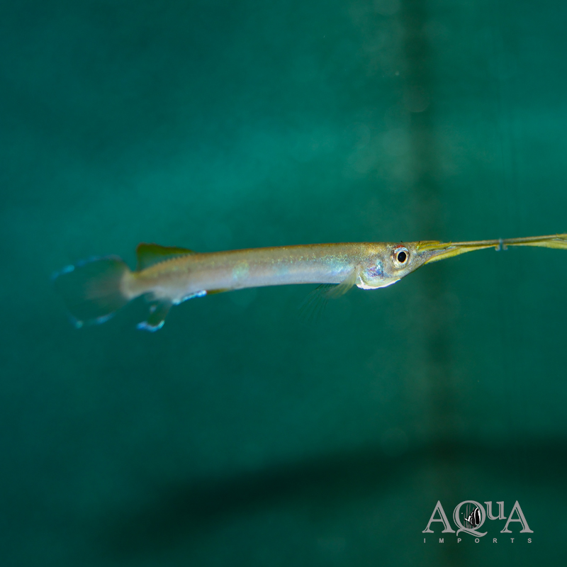 Three Spot Forest Halfbeak (Hemirhamphodon kuekenthali)