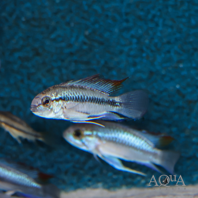 Three Stripe Apisto (Apistogramma trifasciata)