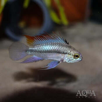 Three Stripe Apisto (Apistogramma trifasciata)