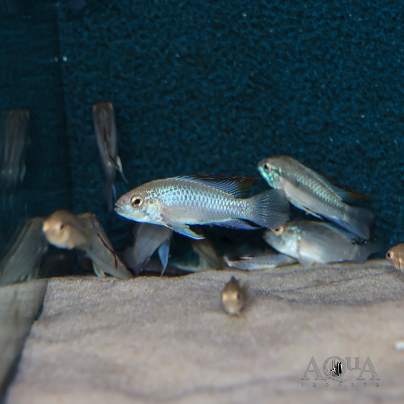 Three Stripe Apisto (Apistogramma trifasciata)