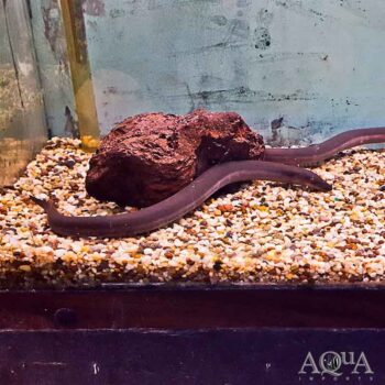 Three Toed Amphiuma (Amphiuma tridactylum)