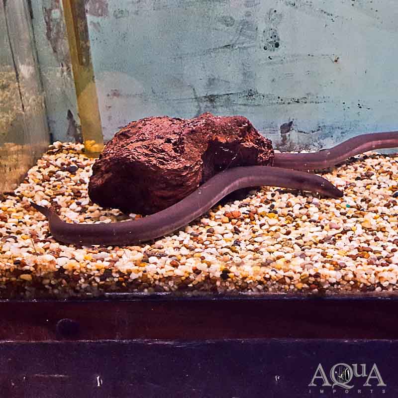 Three Toed Amphiuma (Amphiuma tridactylum)