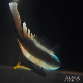 Threeband Pennant Butterflyfish (Heniochus chrysostomus)