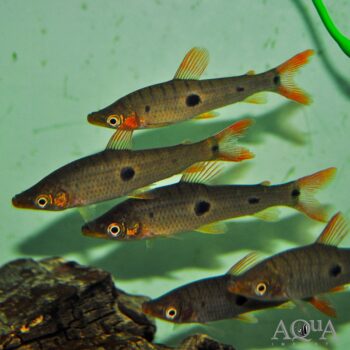 Threespot Headstander (Pseudanos trimaculatus)