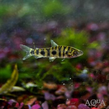 Three Spot Leporinus (Leporinus friderici)
