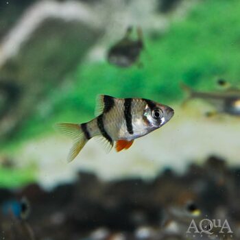 Tiger Barb (Puntigrus pentazona)