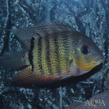 Inirida Spotted Severum (Heros sp. 'Inirida')