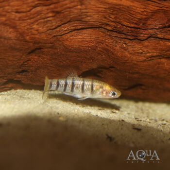 Tiger Limia (Limia islai)