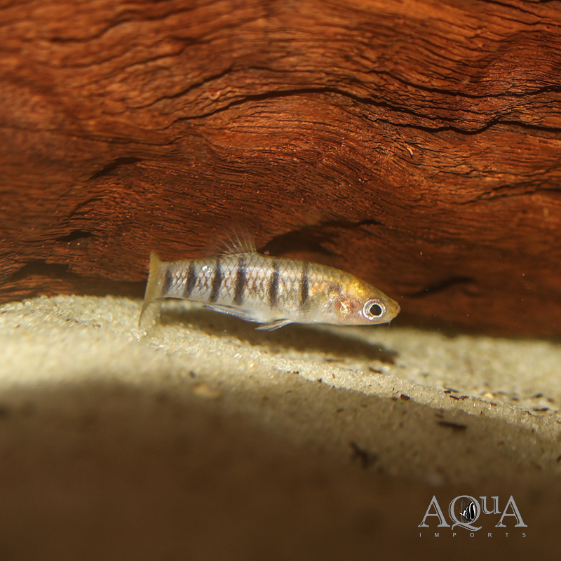 Tiger Limia (Limia islai)