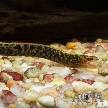 Tiger Moray Eel (Gymnothorax polyuranodon)