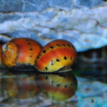 Tiger Nerite Snail (Neritina semiconca)