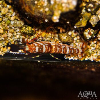 Tiger Pistol Shrimp (Alpheus bellulus)