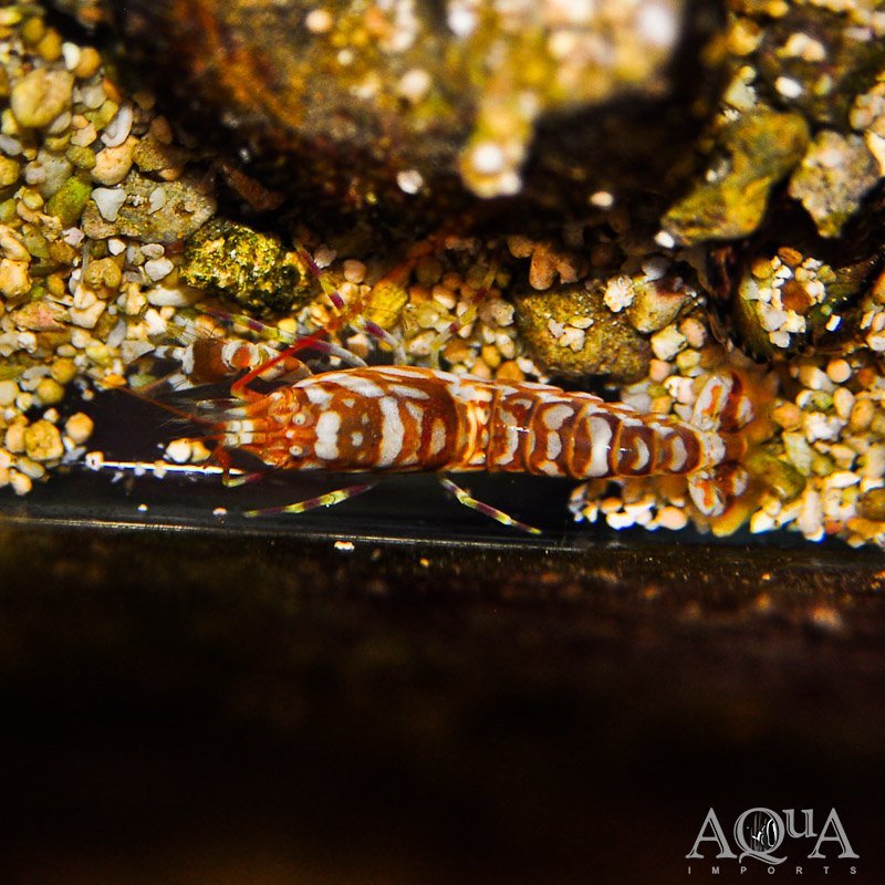 Tiger Pistol Shrimp (Alpheus bellulus)