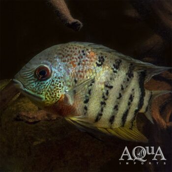 Tiger / Curare Severum (Heros severus 'curare')