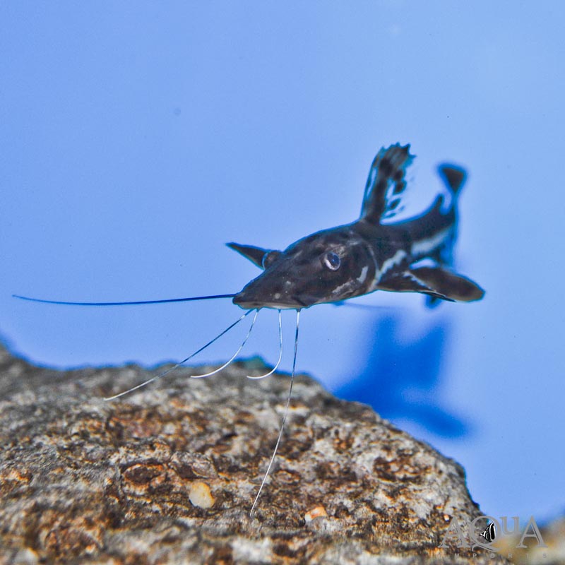 Tiger Shovelnose Catfish (Pseudoplatystoma fasciatum)