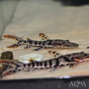 Tiger Shovelnose Catfish (Pseudoplatystoma fasciatum)