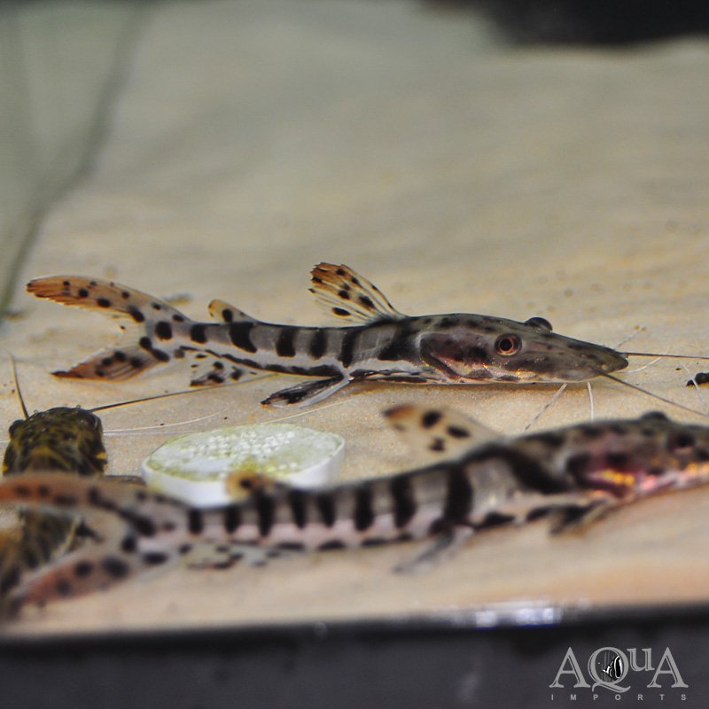 Tiger Shovelnose Catfish (Pseudoplatystoma fasciatum)