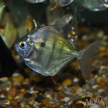 Tiger Silver Dollar (Metynnis fasciatus)