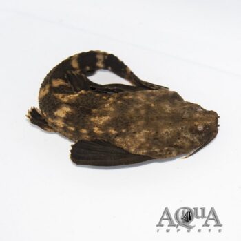 Tiger Tail Banjo Catfish (Amaralia hypsiura)