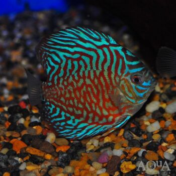 Tiger Turquoise Discus (Symphysodon discus)