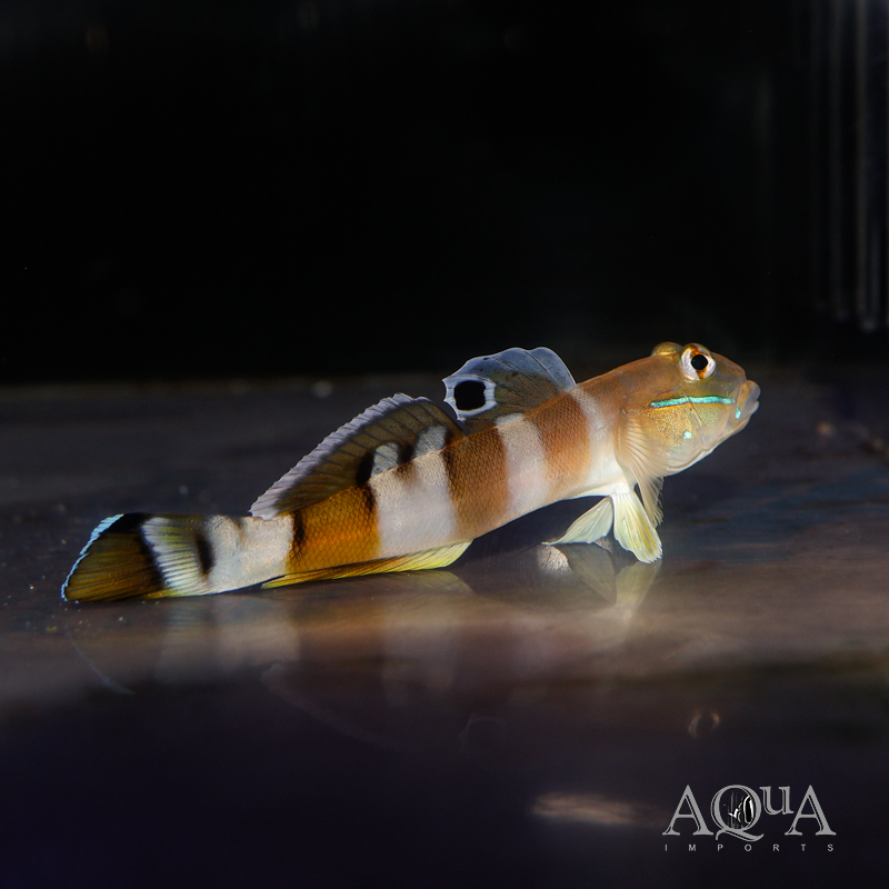 Tiger Wardi Goby (Valencienna wardii)