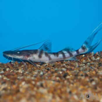 Tigrinus Catfish (Brachyplatystoma tigrinum)