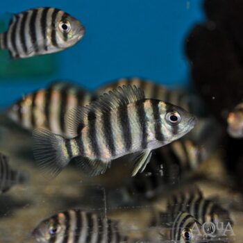 Zebra Tilapia (Tilapia buttikoferi)
