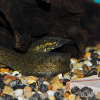Tire Track Eel (Mastacembelus armatus)