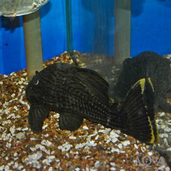 Titan Pleco (Panaque titan)