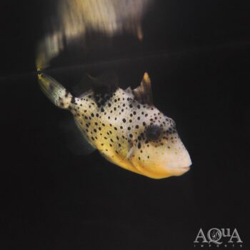 Titan Triggerfish (Balistoides viridescens)