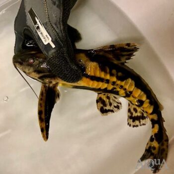 Tocantins '24K gold' Giant Talking Catfish (Megalodoras cf. uranoscopus)