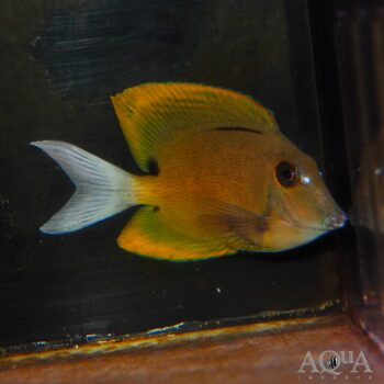 Flame Fin/Tomini Tang (Ctenocheatus tominiensis)