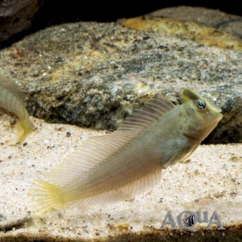 Top Hat Blenny (Omobranchus fasciolatoceps)