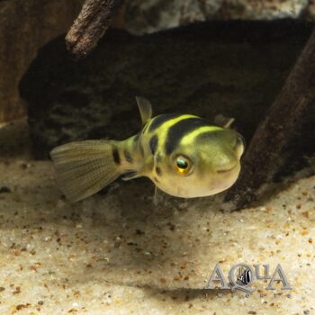 Topaz Puffer (Dichotomyctere fluviatilis)