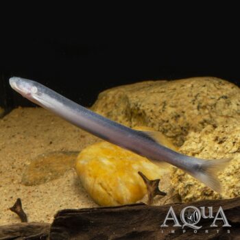 Torpedo Candiru Catfish (Pareiodon microps)