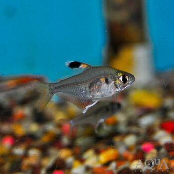 Tricolor Tetra (Hyphessobrycon sp. Angamos)