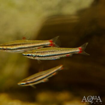 Trifasciatus Pencilfish (Nannostomus trifasciatus)